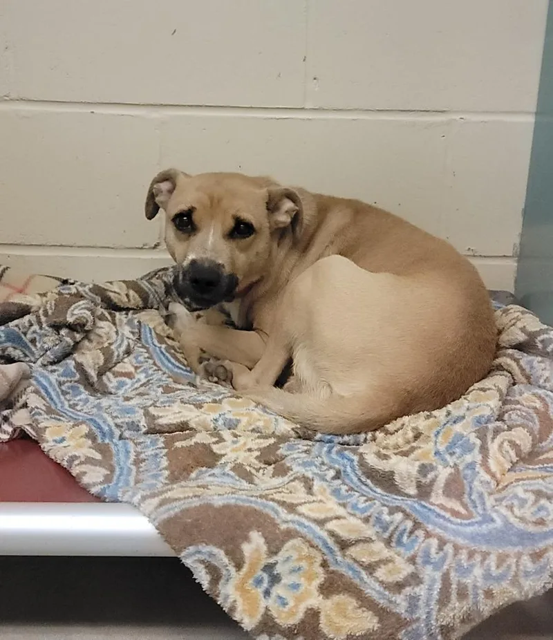 An adult medium-sized male Terrier dog named Meyer for adoption in Columbia, IL