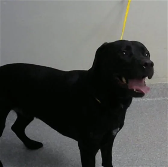 An adult large-sized male Labrador Retriever dog named Atlas for adoption in Pasadena, TX