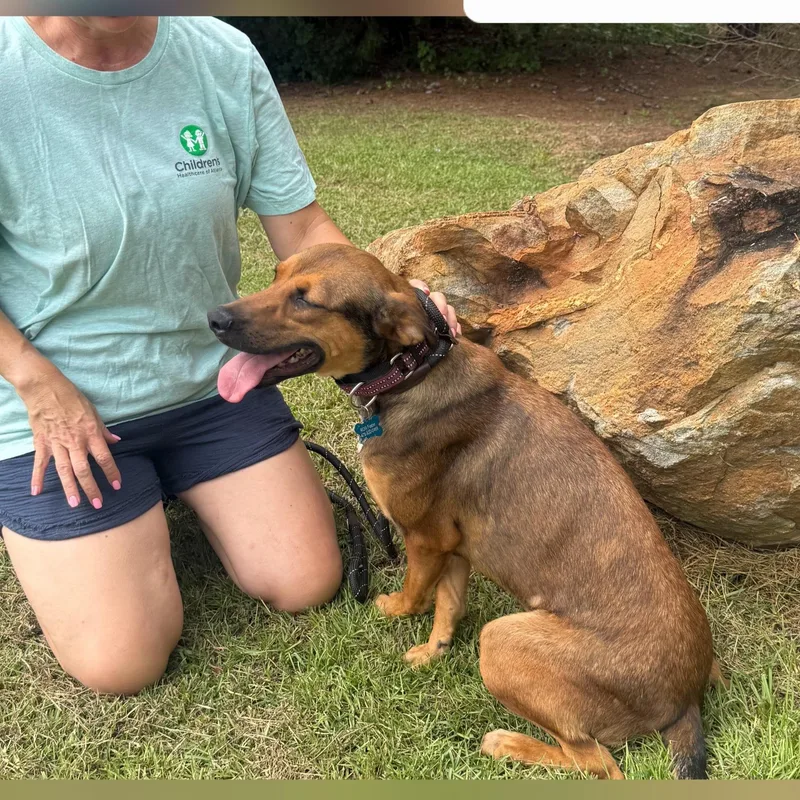 A baby medium-sized female Apricot / Beige Mixed Breed dog named Story for adoption in Parma, OH
