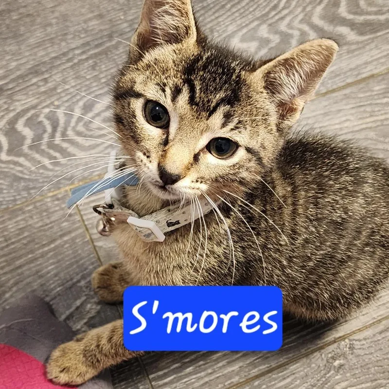 S'mores thumbnail 2