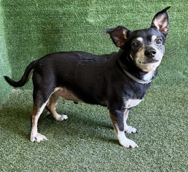 A senior small-sized male Chihuahua dog named Ronald for adoption in Lancaster, CA