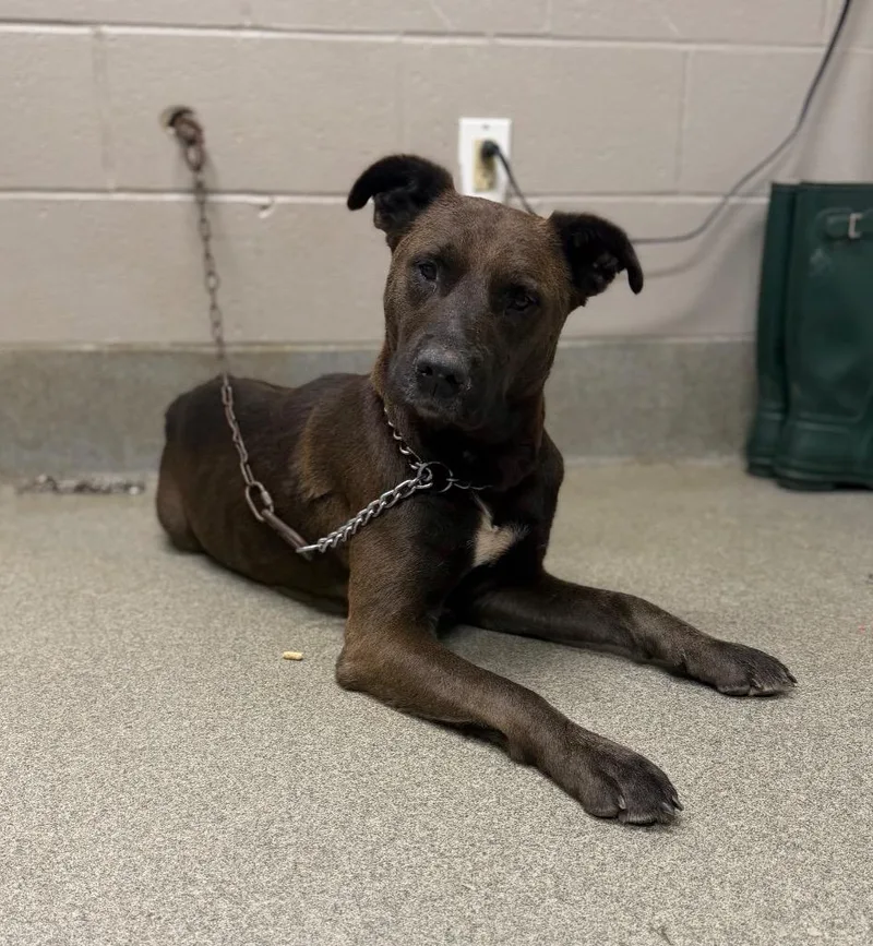 An adult large-sized female Mountain Cur dog named Brownie for adoption in Hopkinsville, KY
