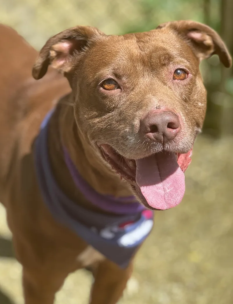 An adult medium-sized male Brown / Chocolate Labrador Retriever dog named Benny for adoption in Anderson, IN