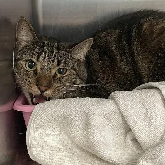 An adult large-sized male Domestic Short Hair cat named Clyde for adoption in Port Charlotte, FL