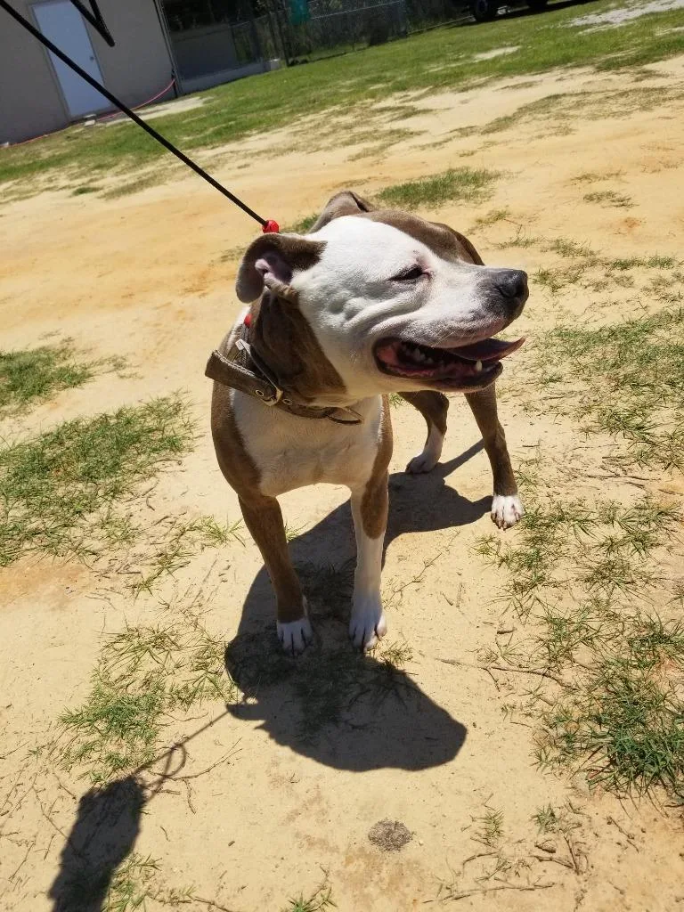 A young large-sized male American Bulldog dog named Dyno for adoption in Effingham, SC