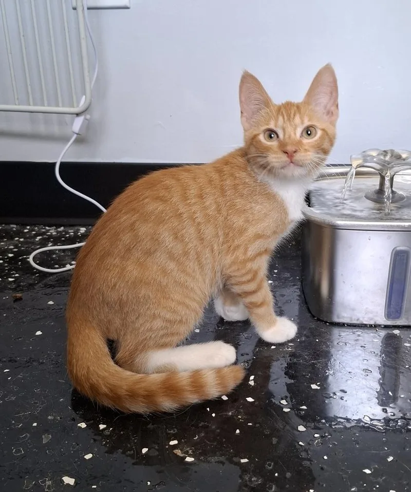A baby small-sized male Orange & White Domestic Short Hair cat named Bo for adoption in Lewisburg, TN
