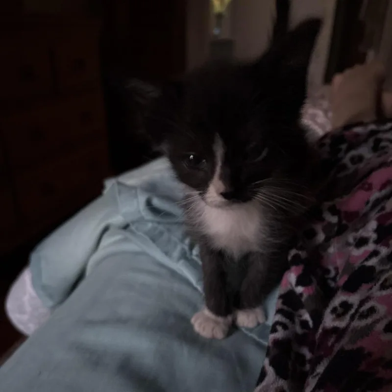 A baby small-sized female Black Domestic Short Hair cat named Figaro for adoption in Gainesville, FL