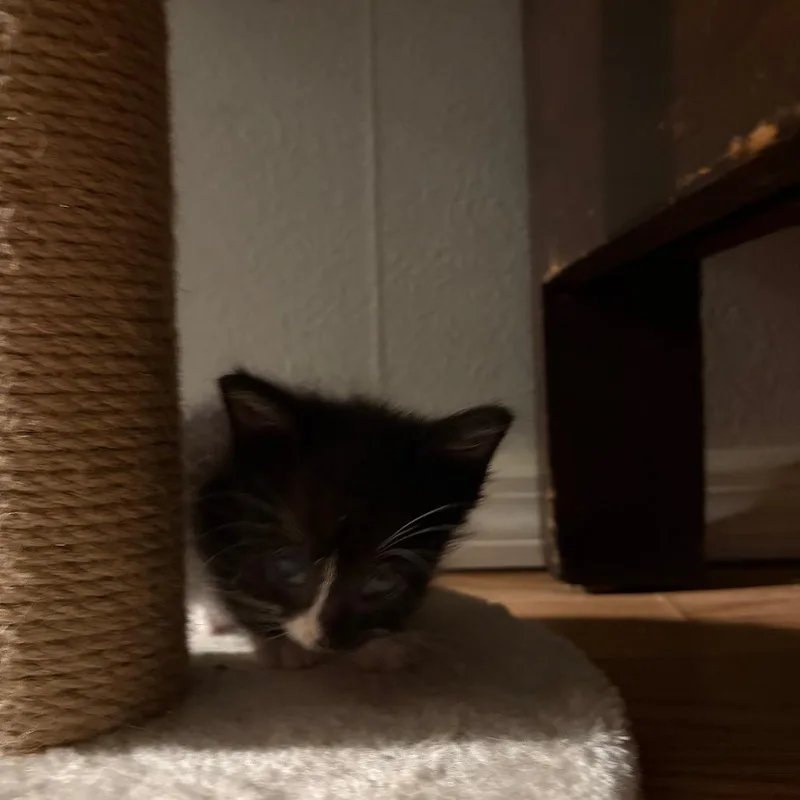 Figaro thumbnail 2