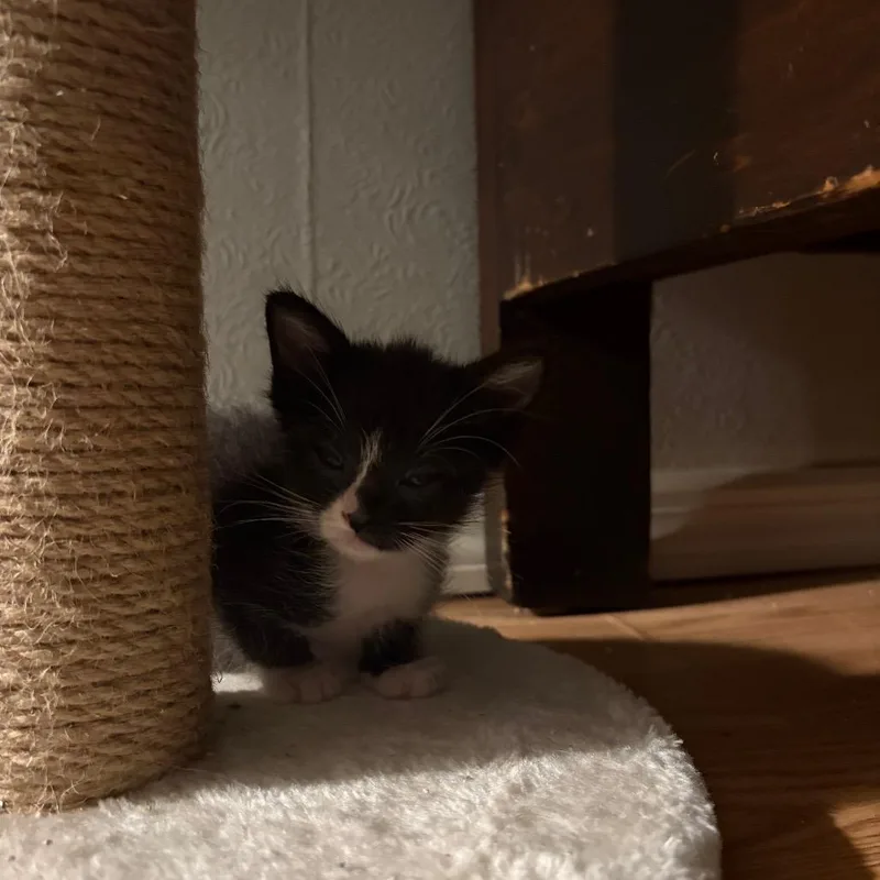 Figaro thumbnail 3