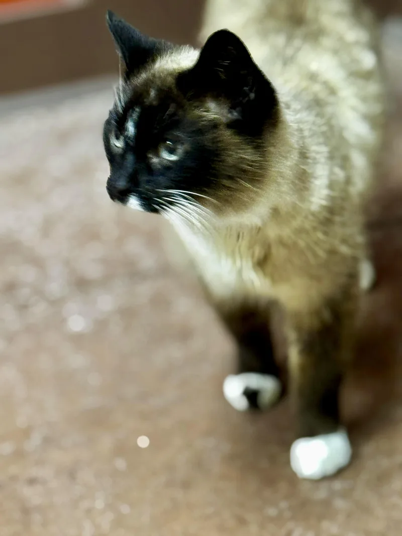 Cleopatra thumbnail 2