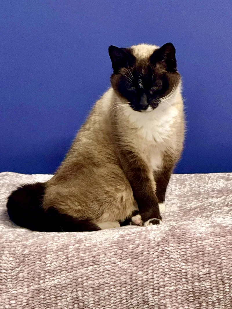 Cleopatra thumbnail 4