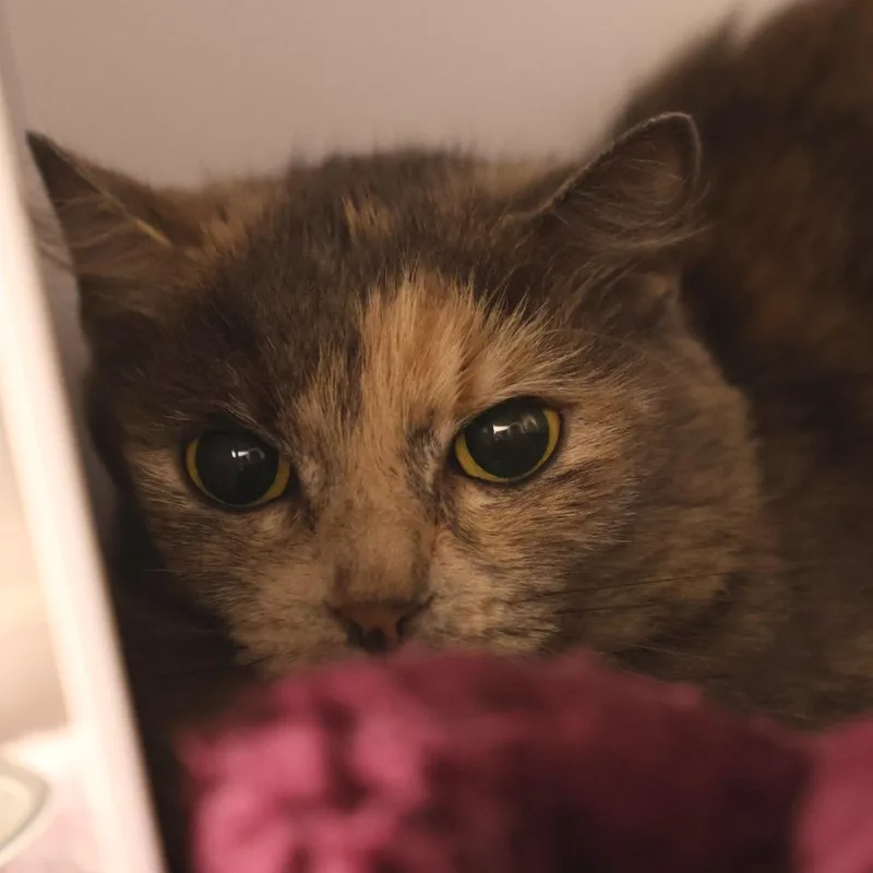 An adult medium-sized female Calico Domestic Short Hair cat named Arya for adoption in Briarcliff Manor, NY