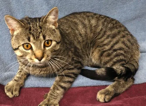 An adult medium-sized male Domestic Short Hair cat named Chestnut for adoption in Thief River Falls, MN