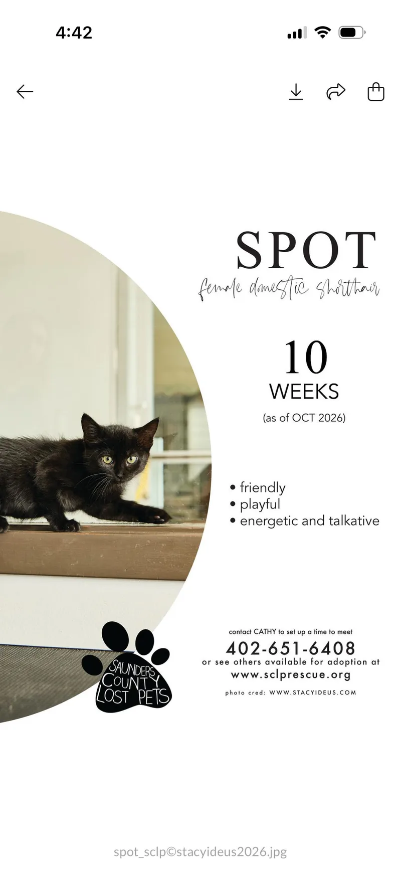 A baby medium-sized female Domestic Medium Hair cat named Spot for adoption in Wahoo, NE
