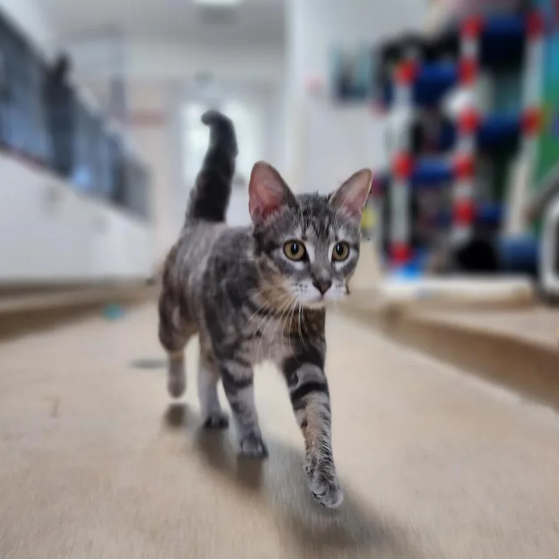 A young small-sized female Calico Domestic Short Hair cat named Ms. Meowington for adoption in Dixon, IL