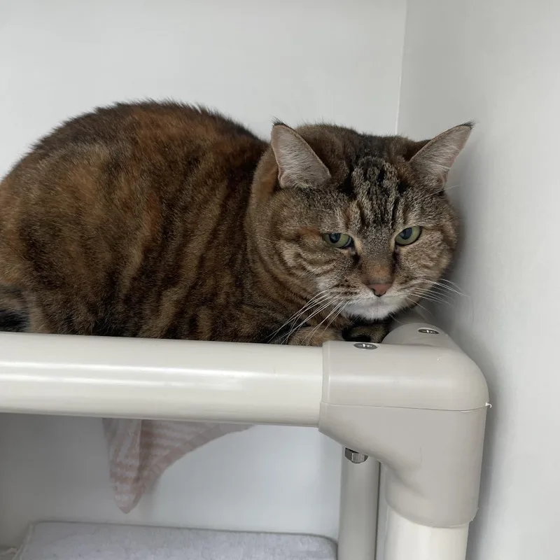 A senior large-sized female Gray / Blue / Silver Domestic Short Hair cat named Angelina for adoption in Warwick, RI
