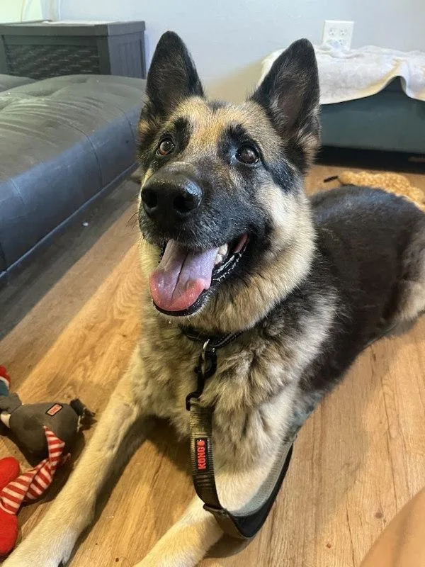 An adult large-sized female Mixed Breed dog named Hinata for adoption in Austin, TX
