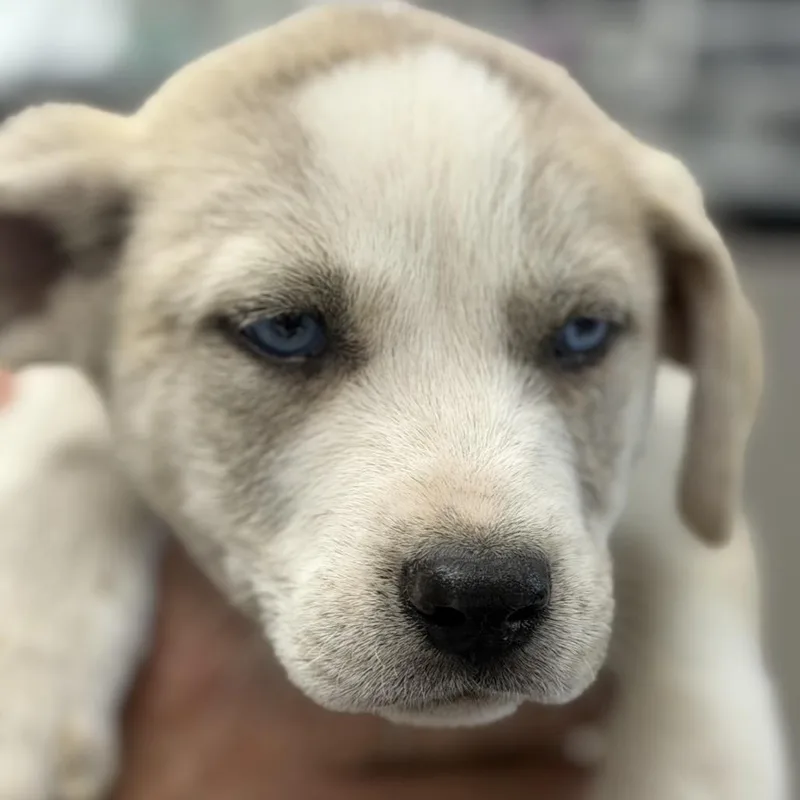A baby medium-sized male White / Cream Great Pyrenees dog named Mars for adoption in Midland, TX