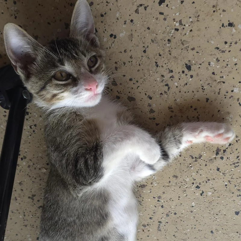 A baby small-sized female Gray / Blue / Silver Domestic Short Hair cat named Hunter for adoption in Austin, TX