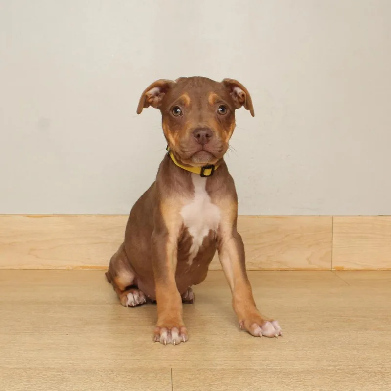 Roscoe D thumbnail 2