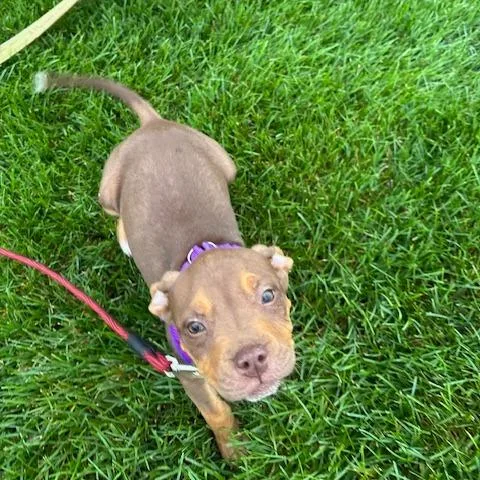 Roscoe D thumbnail 3