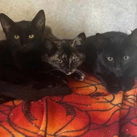 A baby small-sized female Tortoiseshell cat named Jj for adoption in Hutchinson, MN