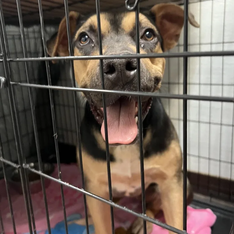 An adult medium-sized female Black Mixed Breed dog named Jolene  Butler Campus! for adoption in Flagstaff, AZ