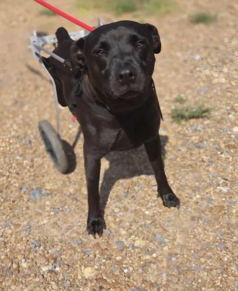 An adult medium-sized female Mixed Breed dog named Genesis for adoption in Jackson, MS