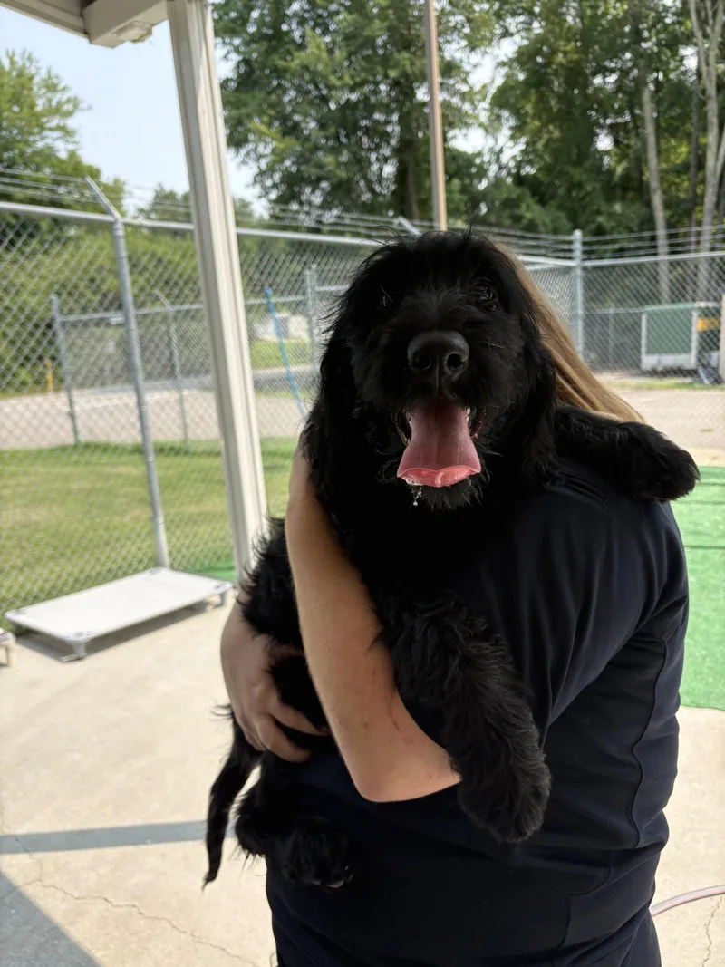 A baby medium-sized female Black Labradoodle dog named Violet for adoption in Ashland, VA