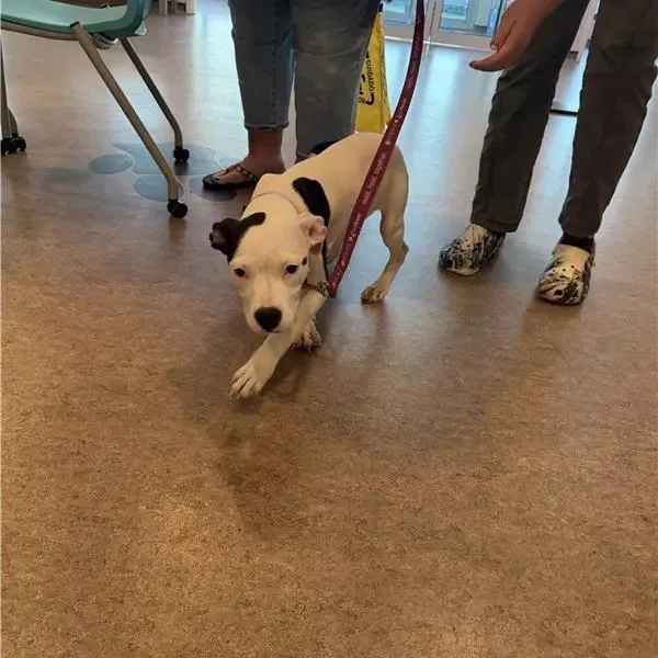 A baby small-sized female Terrier dog named Moo for adoption in Saint Louis, MO