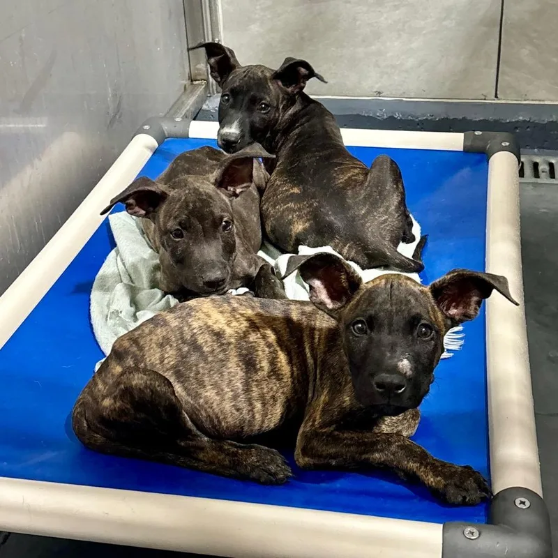 A baby small-sized male Brindle Mixed Breed dog named Snuffles for adoption in Austin, TX