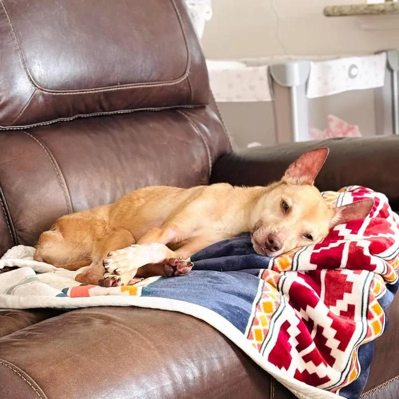 Penelope thumbnail 2