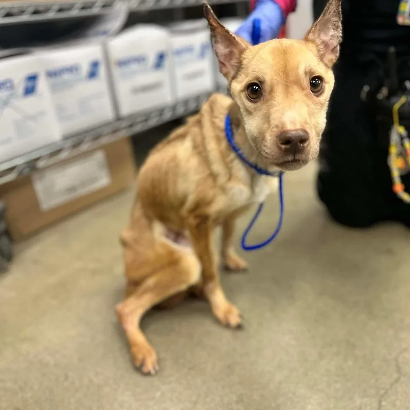 Penelope thumbnail 3