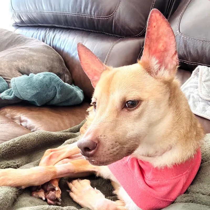 Penelope thumbnail 4