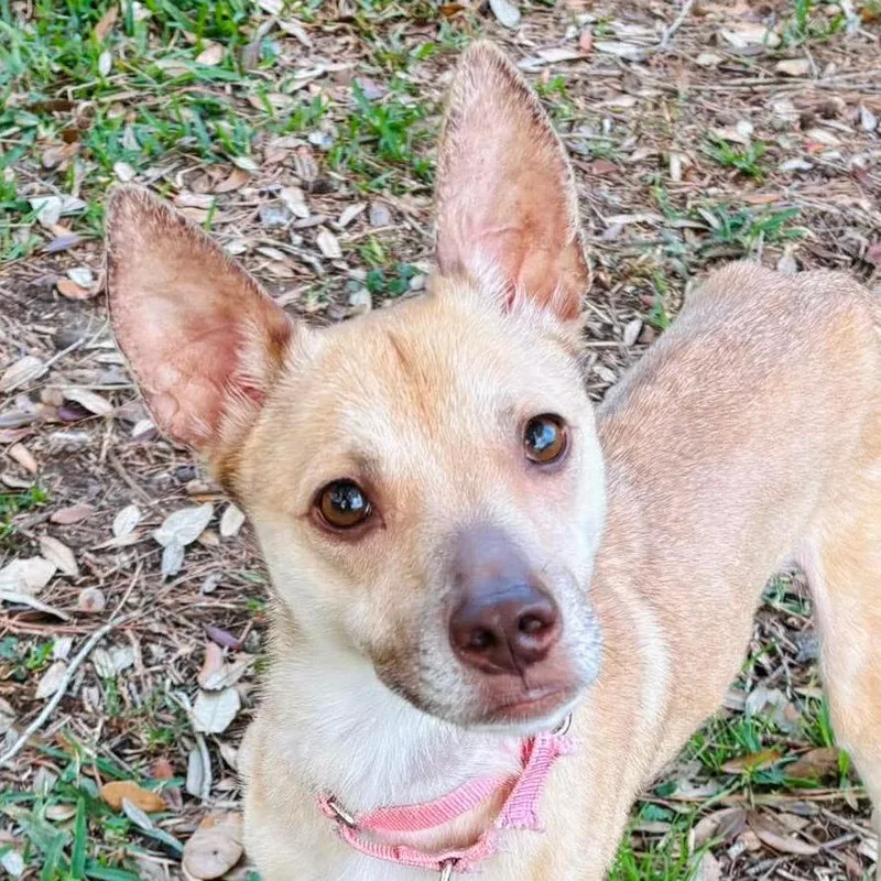 Penelope thumbnail 6