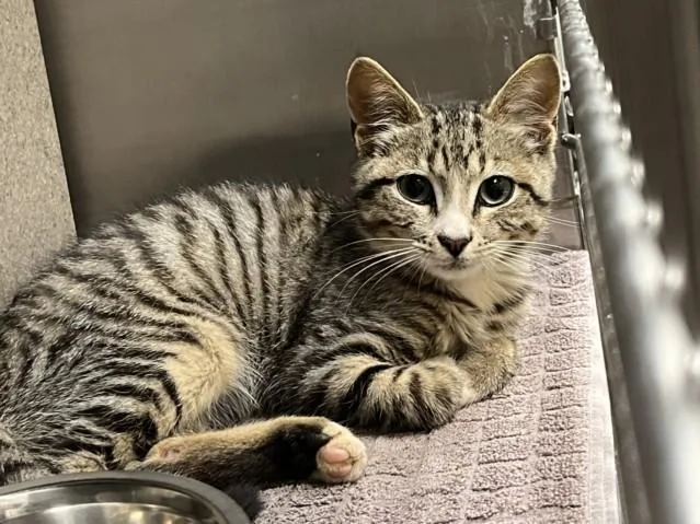 A baby small-sized male Domestic Short Hair cat named Franklin for adoption in Chapel Hill, NC