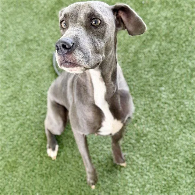 An adult medium-sized female Weimaraner dog named Matilda for adoption in Tavares, FL