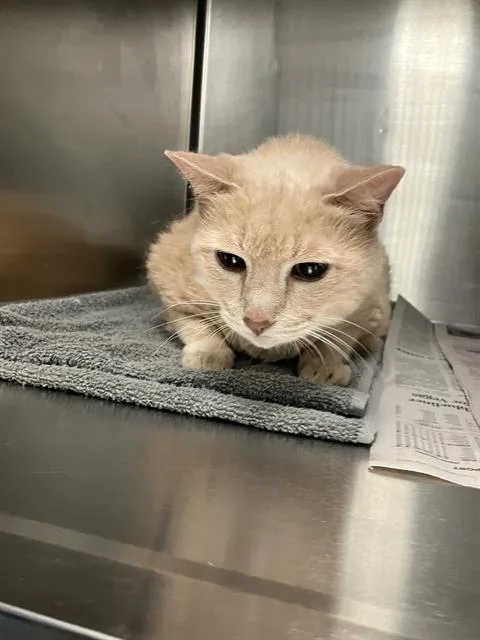 An adult medium-sized male Domestic Medium Hair cat named Westway for adoption in Dallas, TX