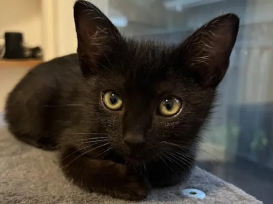 A baby small-sized female Domestic Short Hair cat named Inky for adoption in Palo Alto, CA