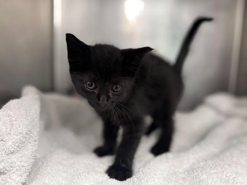 A baby small-sized male Domestic Short Hair cat named Dexter for adoption in Houston, TX