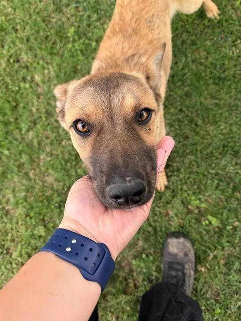 A young medium-sized female Belgian Shepherd / Malinois dog named Miley for adoption in Riverside, CA