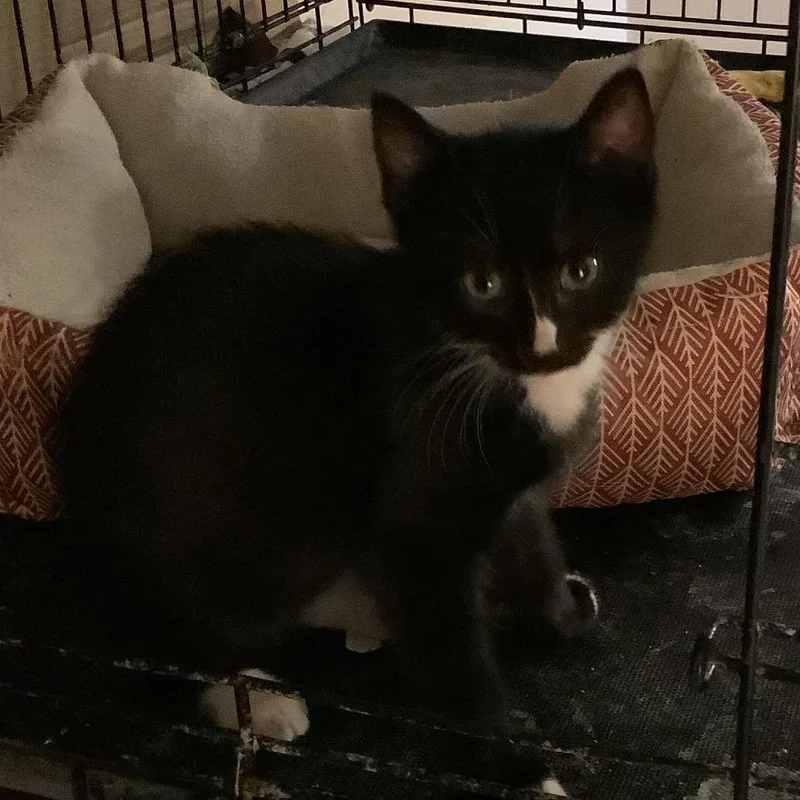 A baby small-sized male Black Domestic Short Hair cat named Corn Nut for adoption in Irwin, PA