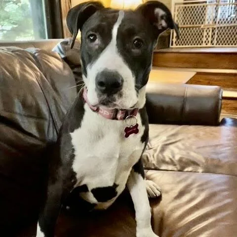 A young medium-sized female Pit Bull Terrier dog named Junie for adoption in Crystal, MN