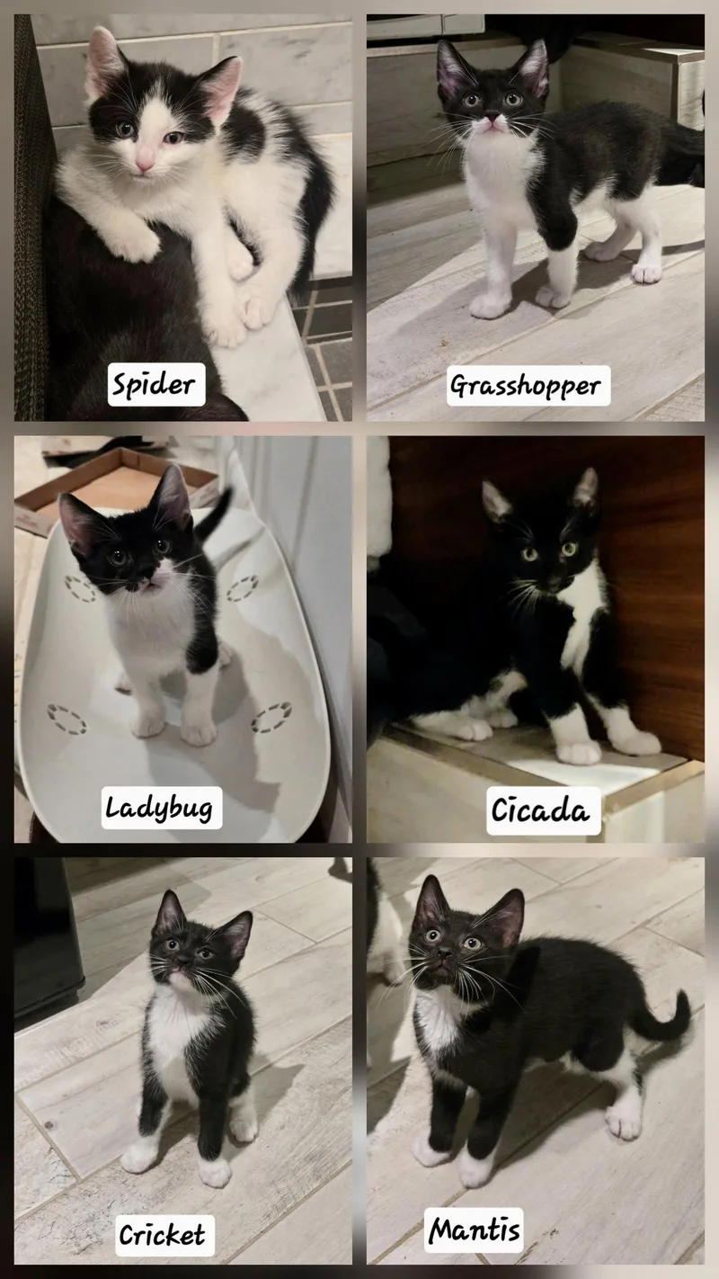 A young medium-sized male Black & White / Tuxedo Domestic Short Hair cat named Grasshopper for adoption in Flushing, NY