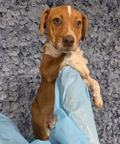A baby small-sized female Pit Bull Terrier dog named Lainey for adoption in Bakersfield, CA
