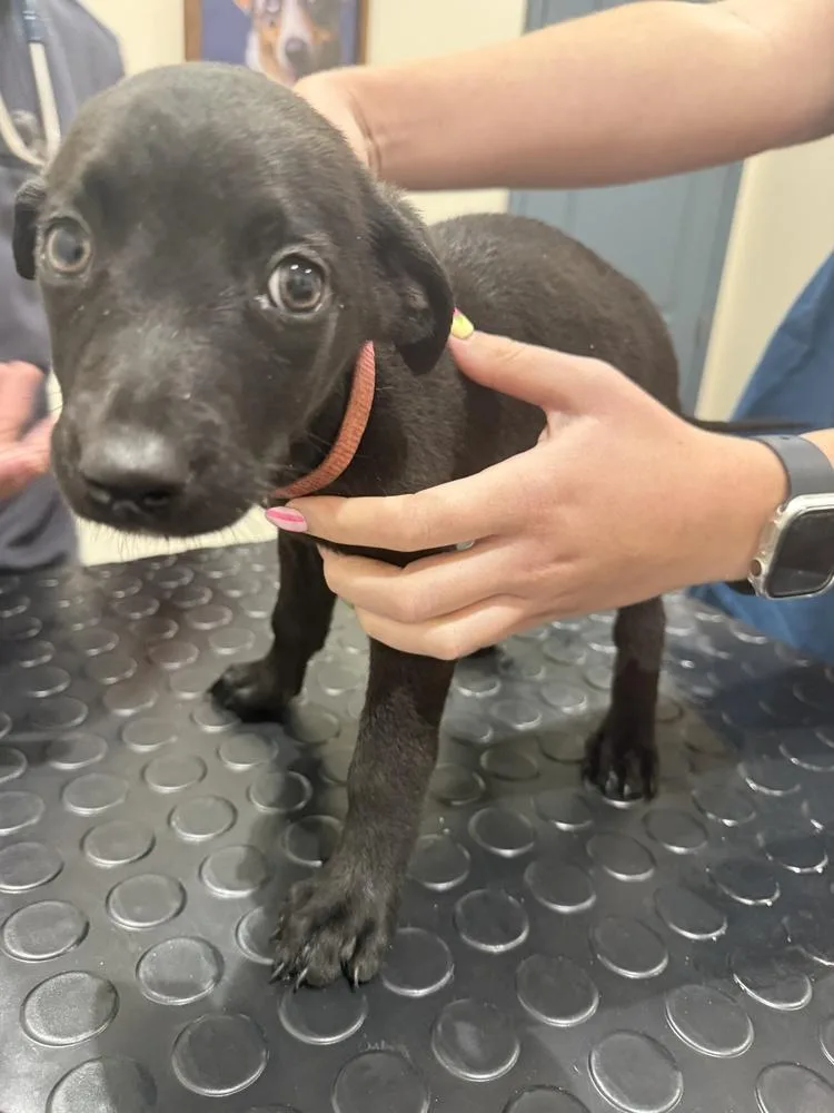 A baby small-sized female Black Belgian Shepherd / Malinois dog named Fish Litter for adoption in Imlay City, MI