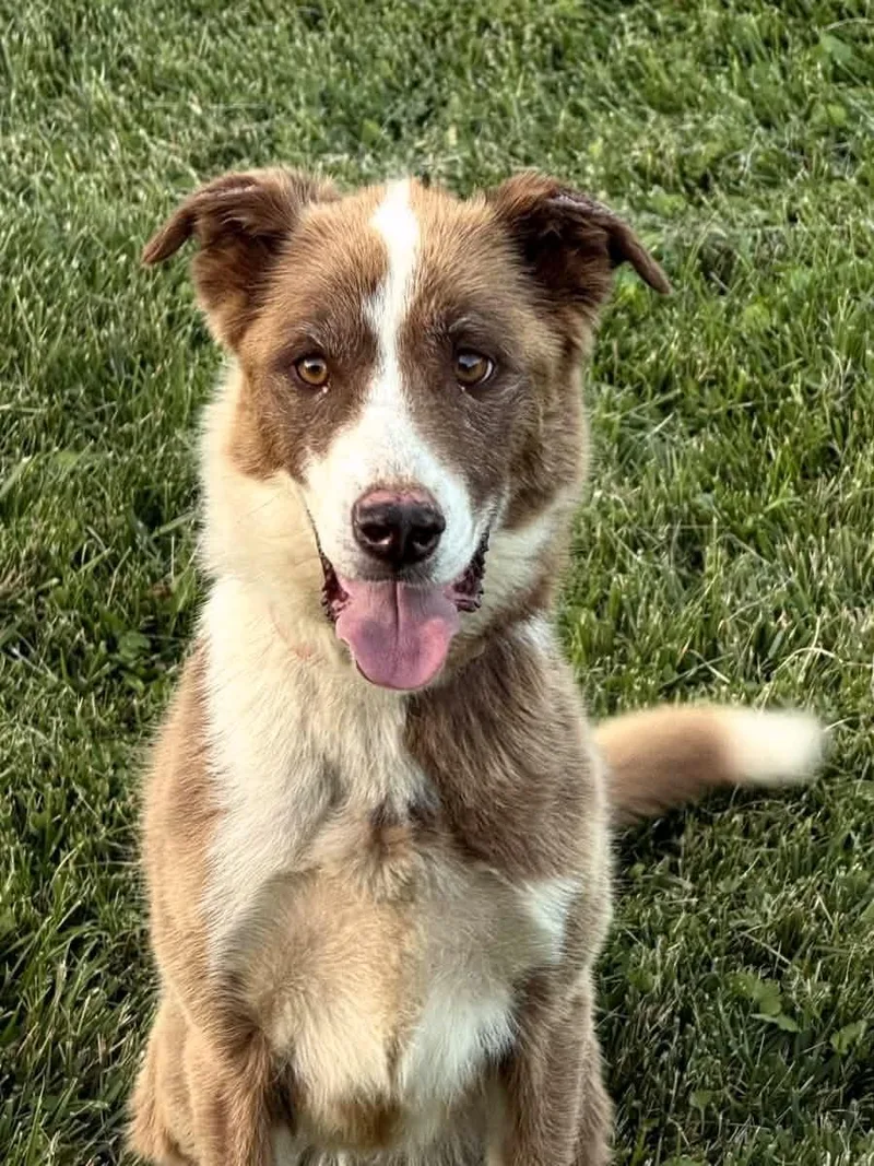 An adult medium-sized female Husky dog named Coraline for adoption in Louisville, KY