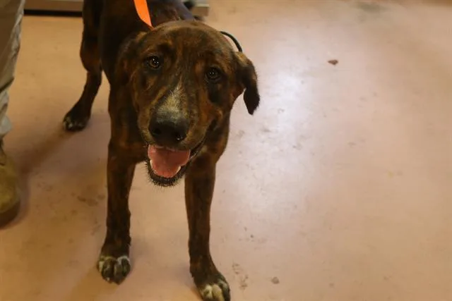 An adult medium-sized male Mixed Breed dog named Ref for adoption in Columbia, SC
