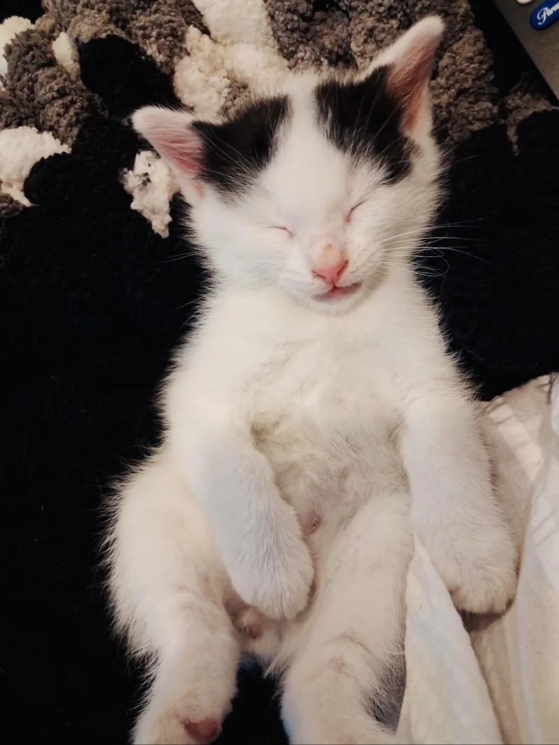 A baby small-sized male Black & White / Tuxedo American Shorthair cat named Axel And Salchow for adoption in Staten Island, NY