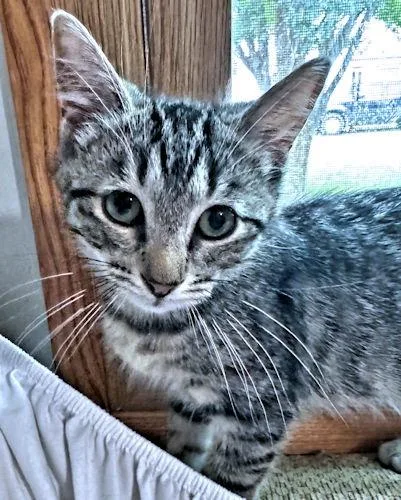 A baby medium-sized female Tabby (Gray / Blue / Silver) Tabby cat named Susan for adoption in Rutherfordton, NC